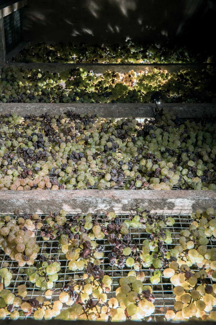 Vignoble Technique Vin de paille Mossu-0018